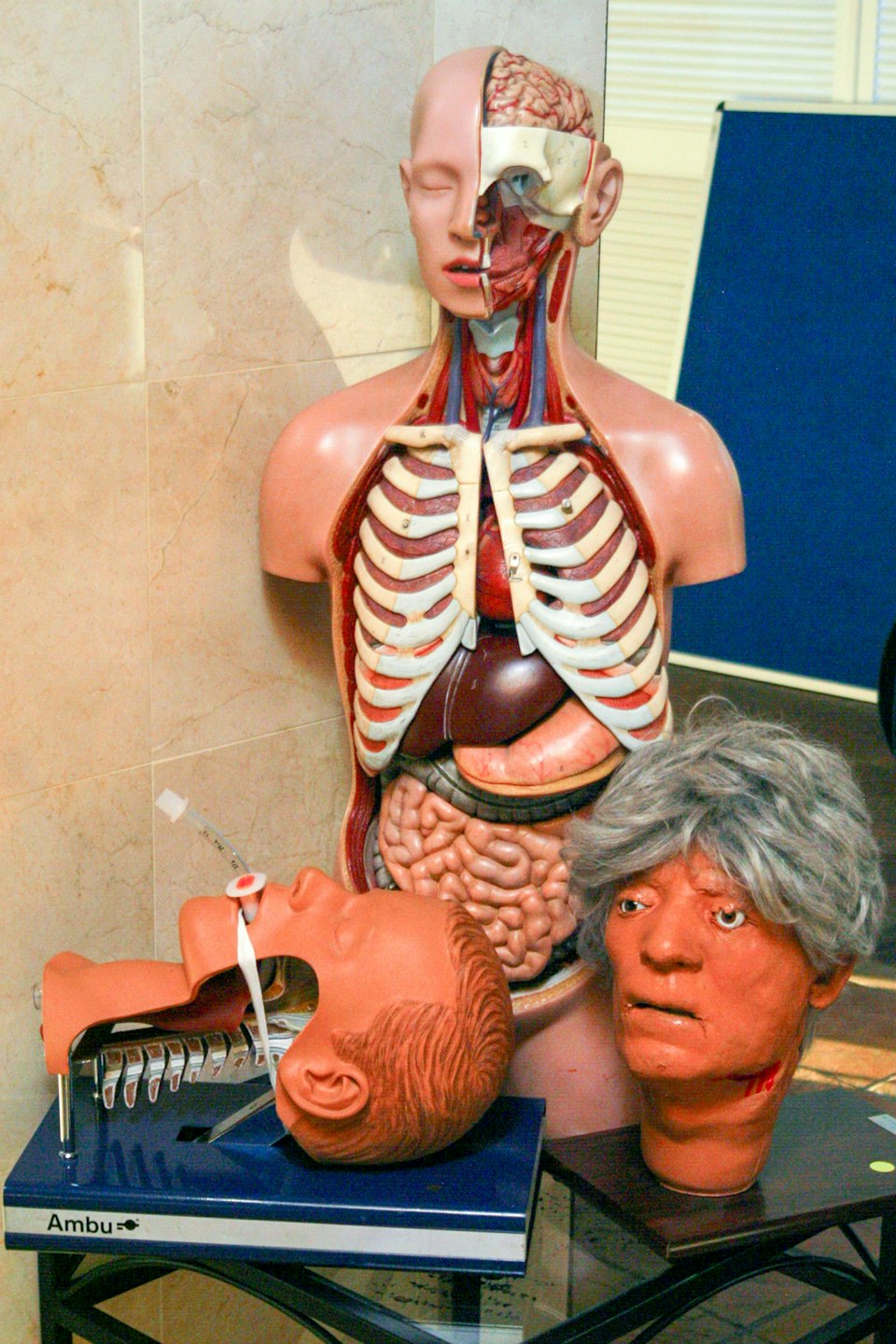 Anatomical human torso and head models on a display shelf.